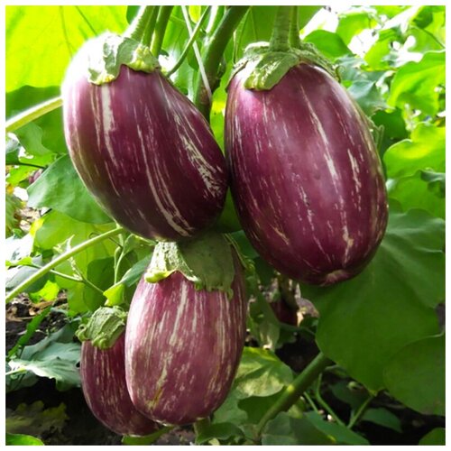 ���� �������� �������� ������, ������, 15 �� ������ ������