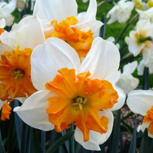 ���� �������� ������, botanica garden, ������� ��������, ( 3 ����� ) ������ ������