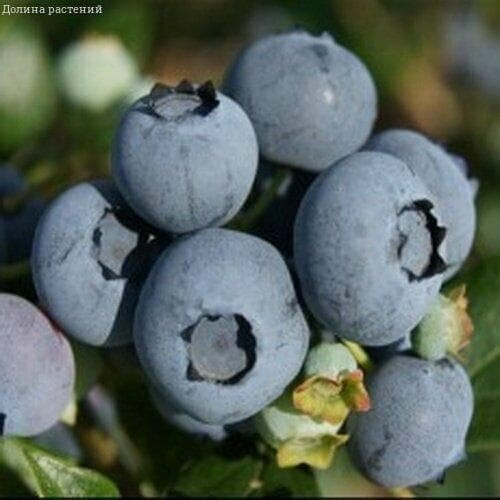 ���� �������� ���� (������������) 2-� �����, � ������ 30-40 �� ������ ������