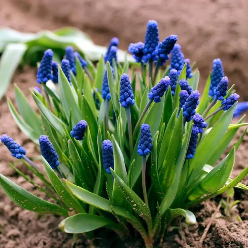 ���� ������� ARMENIACUM (10 �������) ������ ������