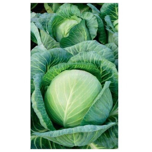 ���� ������ ������� ������������ ����������� (��) 0,3�� �/� ������ ������