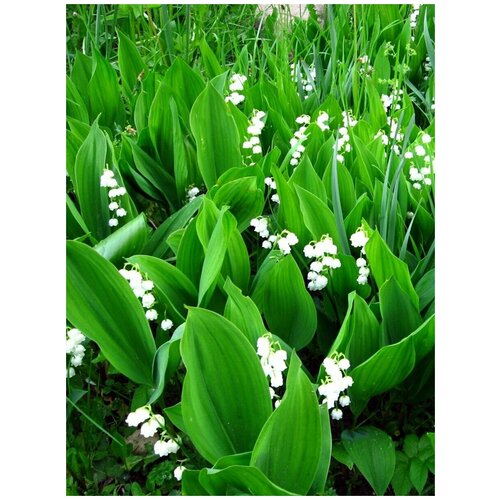     (Convallaria majalis), 10    -     , -, 