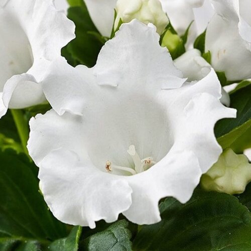     (. Gloxinia)  10   -     , -, 