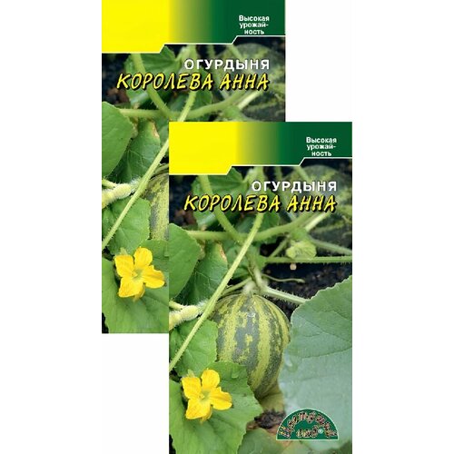 ���� �������� �������� ���� (8 �����), 2 ������ ������ ������