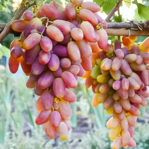 ���� �������� ������������ (2 ��) ������ ������