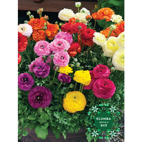���� ����������/����� MIX, ������, (10 ����), ������������ ����, ������ 5/6 ������ ������