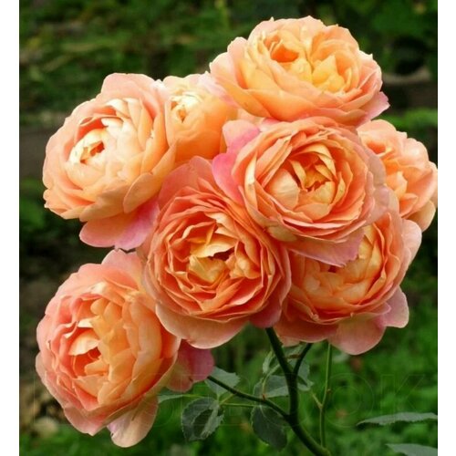 ���� ���� ���������� ���� �� ����� (Lady of Shalott) / 2 ��, ������������� ���� ������ ������