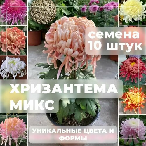 ���� ���������� ���� ������, ����� ������ � ������ ������ ��� ������ ����, ������ 10 ���� ������ ������