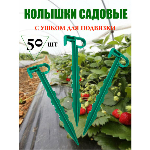 ���� ������� ������� �������� 50 �� ������ ������