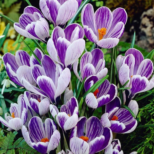 ���� �������� ������, botanica garden, ������ ���� �� �������, 20 ���� ������ ������