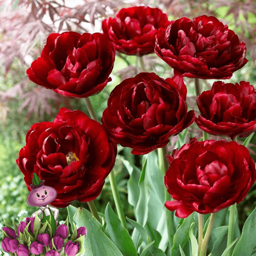 ���� ������� UNCLE TOM (10 �������) ������ ������