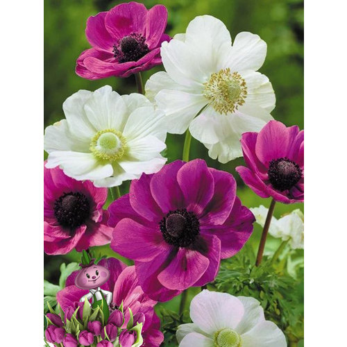 ���� �������� ������, chipollino Flowers, ������� CANDY MIX (10 �������) ������ ������