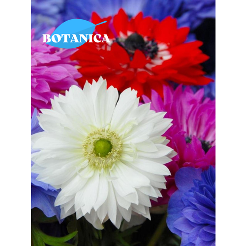 ���� ������ ������, botanica garden, ������� ������ ����, (10 ����) ������ ������