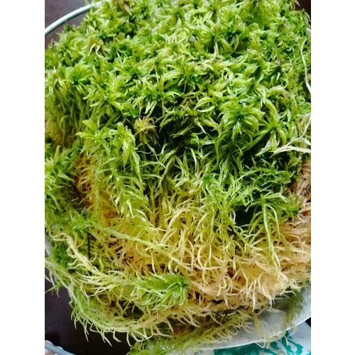 ���� ��� ������� ( �����, ������ ������!), 100��. ������ ������