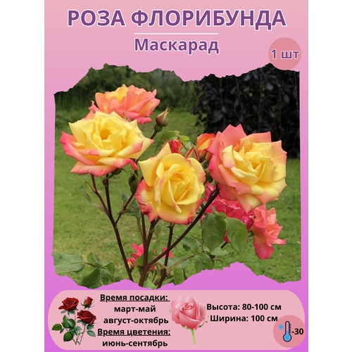 ���� ���� ���������� ��������, ����������� ����� ��� ���� ������ ������