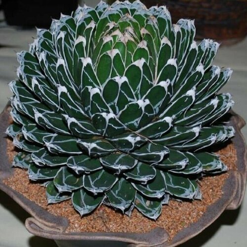 ���� ����� �������� �������� ����������, Agave Victoriae Reginae compact, ������ ������ ������