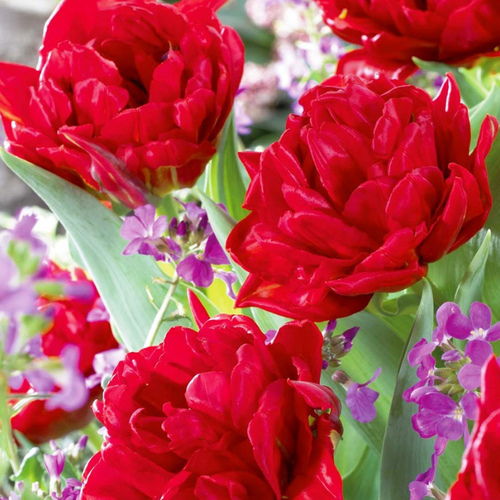 ���� �������� �������� DOUBLE EMBLAZON ( 10 �� ) ������ ������