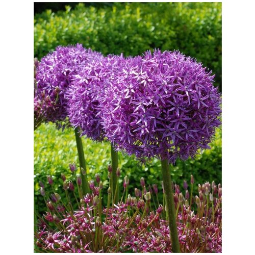       (Allium giganteum), 25    -     , -, 