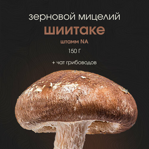 ���� ������� �������. ������ ������. �������� ������ ������