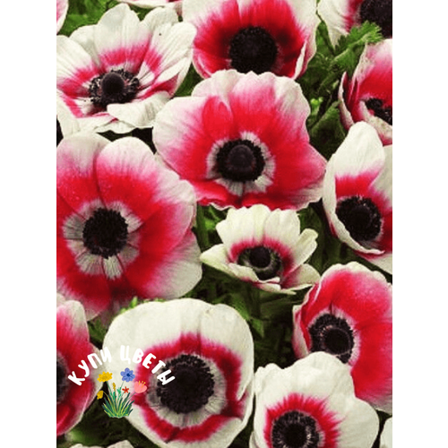 ���� �������� ������, ���� �����, ������� BICOLOR (5 �������) . . ������ ������