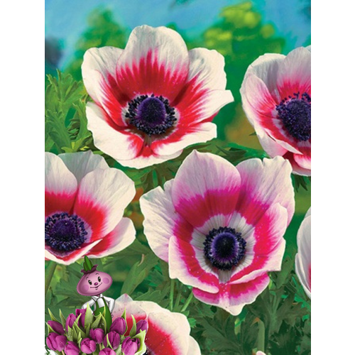 ���� �������� ������, chipollino flowers, ������� BICOLOR (10 �������) ������ ������
