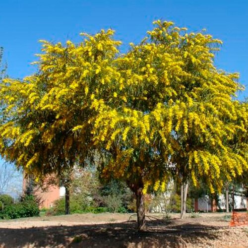    (. Acacia retinodes)  10   -     , -, 