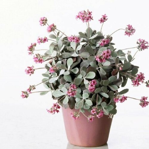 ���� �������� ������, Kalanchoe Pumila, ����������, ������ ������ ������
