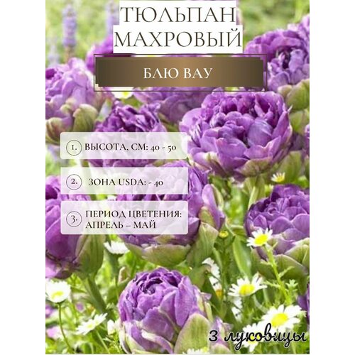 ���� ������� �������� ����������� ������ ������ ������