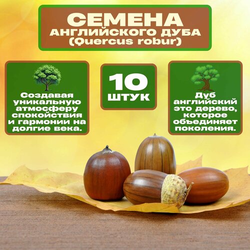 ���� ������ ���� �����������, 10 ��. ������ �������, ���������� � ���������. ��� ���� �� ����� ���������� ��������. �� ����� ������������ � ������ ������������� ��������, ��������� ������, ������ � �����. ������ ������