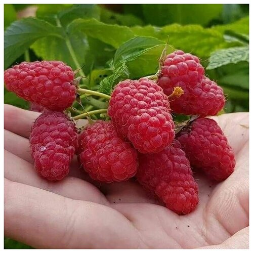 ���� �������� ������ ������ ������������ �������. ������ ������