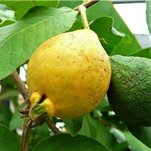     (, , psidium guajava) 30 .   -     , -, 