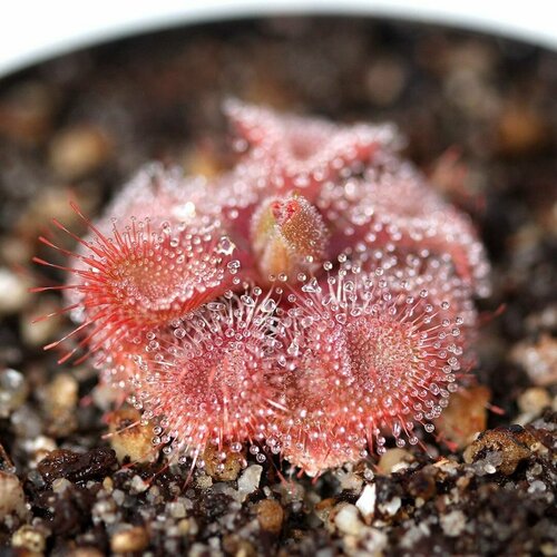 ���� ������ ��������� �������, Drosera Burmannii Humpty Doo 10+ ��, ������ ��������, ��������� ��� ������ ������