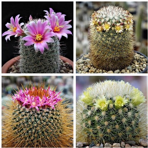      Mammillaria mix 10 .   -     , -, 