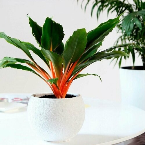 ���� ���������� ��������� ��������, ������ ������ ������