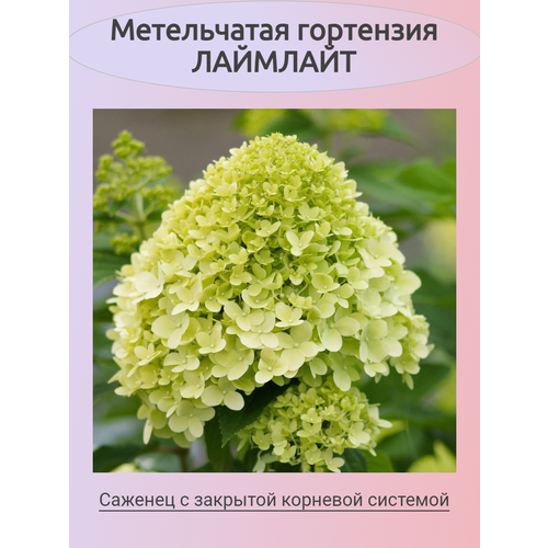 ���� ����������� ��������� �������� ������ ������