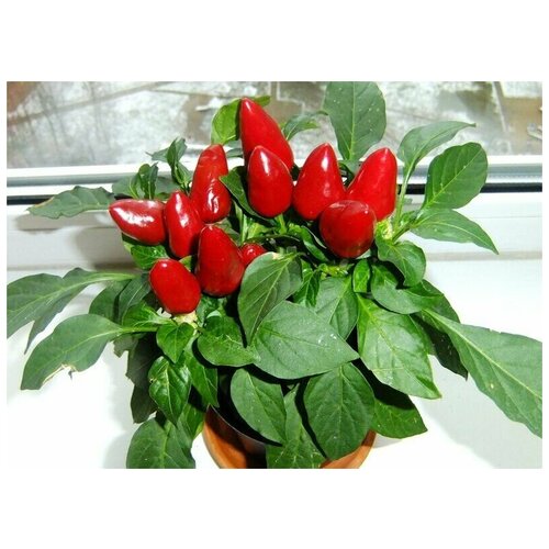 ���� ����� ������ ���� ������, ������� � ������������, ��� ������������, �������� � ������, ����������� � �������, 13 ����� ������ ������