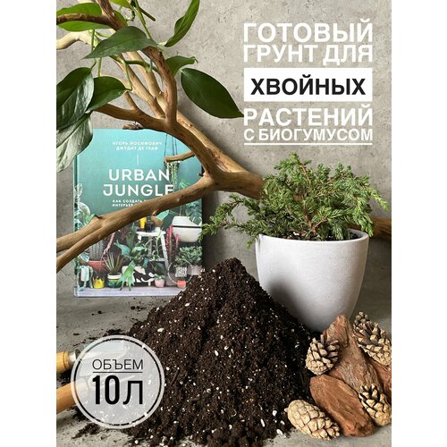 ���� ������� ����� ��� ������� �������� � �������� 10 ������ �� Terracotta Plants ������ ������