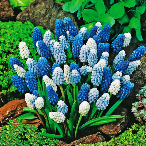 ���� ������� ���� (20 ��) ������ ������