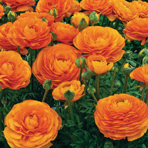 ���� �������� ������, botanica garden, ���������� �����, ( 10 ���� ) ������ ������