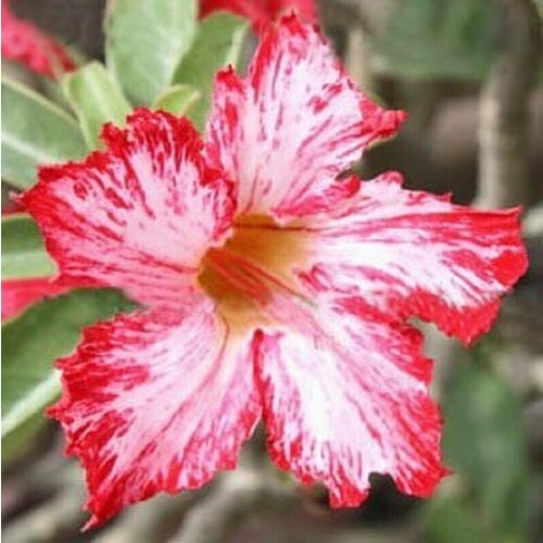  , Adenium Obesum Desert Rose WATER SPLASH, ,    -     , -, 