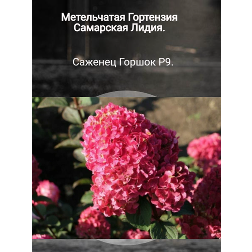 ���� ��������� ����� - ��������� ����������� ������ ������