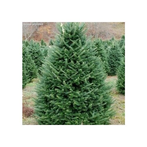 ���� ����� ������� (1 �������) ������ ������