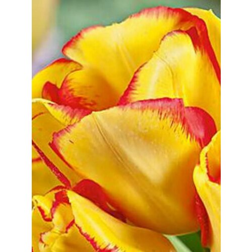 ���� �������� ������� ������� - 10 ��. ������ ������