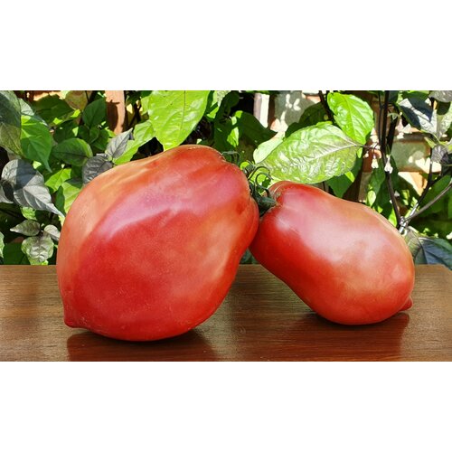 ���� ������ ������ ����������� ������� (Minusinsk Glasses Pink) / Seeds And Goods / � �������� zip-lock ��� ���������� 5 ����� ������ ������