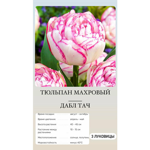 ���� ������� �������� ����������� ������ ������ ������