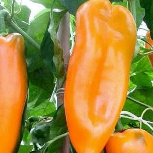 ���� ������������� ������ ����� �������� ����������� ��������� ������ ������