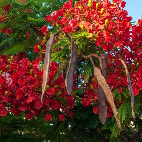      ( ) / Delonix regia, 5    -     , -, 