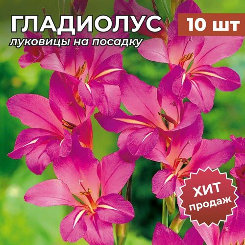 ���� �������� ���������� �� ������� ������������ 10 �� ������ ������