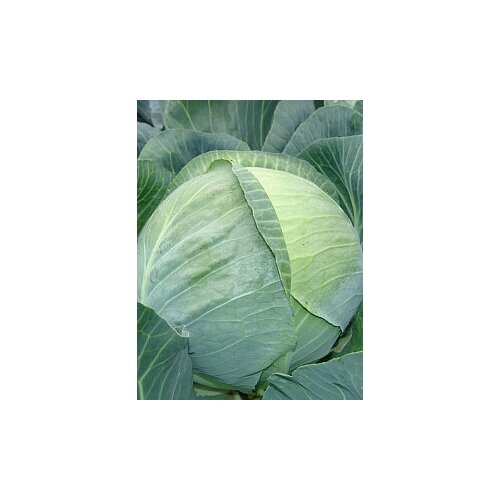 ���� ������. ������� ������������ 