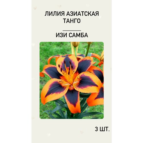 ���� �����, �������� ����������� ������ ������ ������